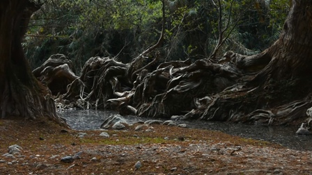 imagen0