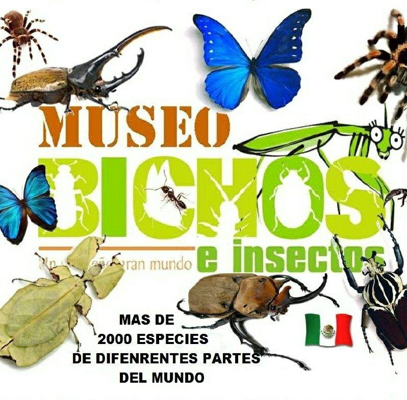 imagen1